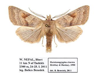 <i>Harutaeographa</i> Genus of moths