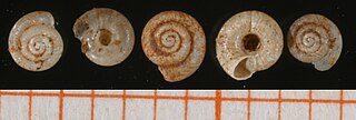 Pristilomatidae Family of gastropods