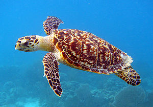Hawksbill Sea Turtle Carey de Concha (5840602412).jpg
