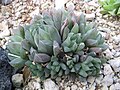 Haworthia cooperi 'Pilifera'