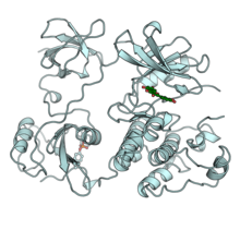Hck protein tyrosine kinase.png