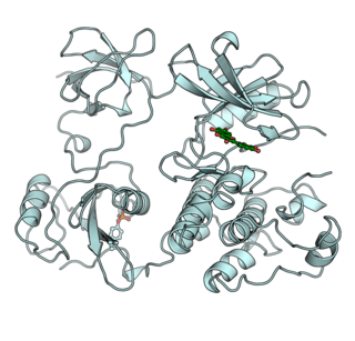 Tyrosine kinase Class of enzymes that phosphorylate protein tyrosine residues