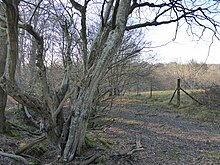 Heathfield Park SSSI (1) .jpg