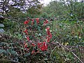 Hedgerow necklace - geograph.org.uk - 584966.jpg