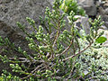 Ozothamnus selago var. tumidum