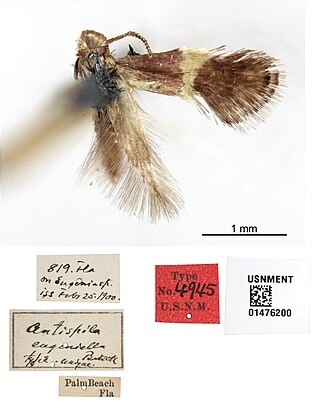 <i>Heliozela eugeniella</i> Species of moth