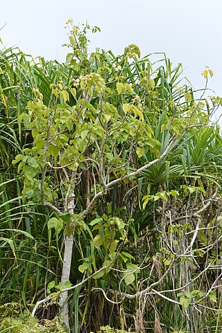 <i>Hernandia labyrinthica</i> Species of plant