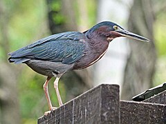 Grünreiher (Butorides virescens)