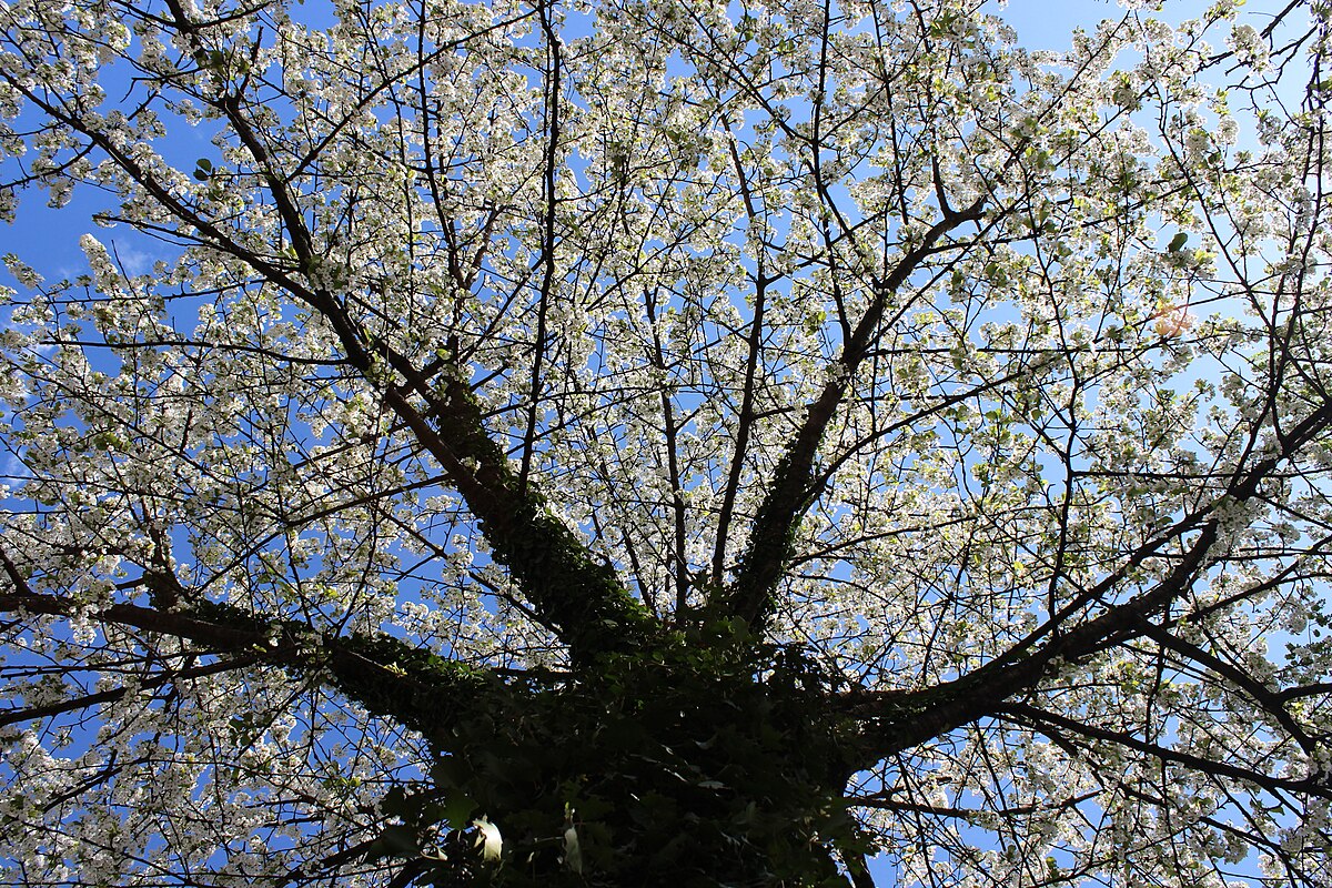 Prunus перевод. Прунус Авиум. Прунус Авиум зимой. Prunus ilicifolia. Prunus Wiki.