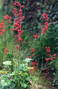 Heuchera sanguinea 'Firefly'.jpg