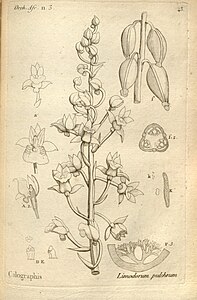 plate 43 Limodorum pulchrum Eulophia pulchra