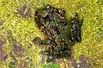 Thumbnail for List of amphibians of New Zealand