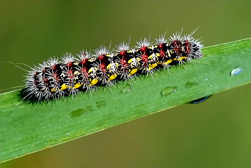 File:Hop merchant caterpillar.jpg