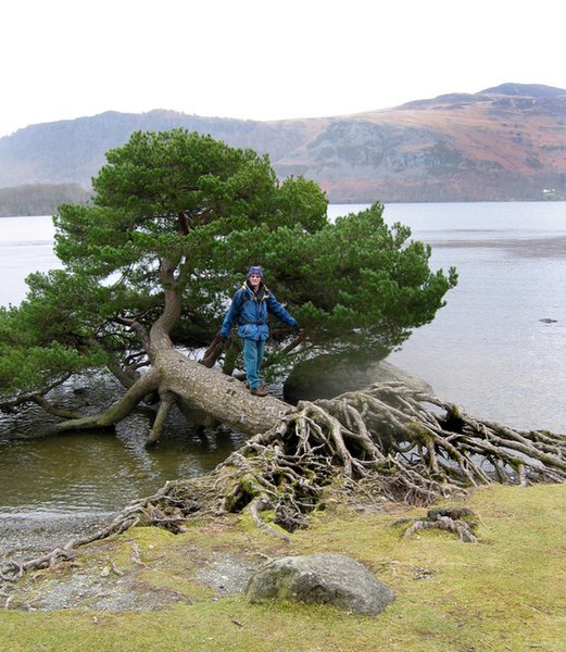 File:Horizontal tree - geograph.org.uk - 726849.jpg