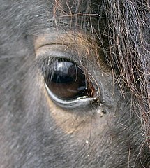 Image 6A horse's eye (from Equine anatomy)