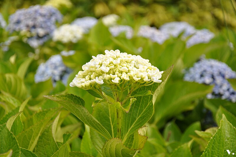 File:Hortensia blanc3.JPG