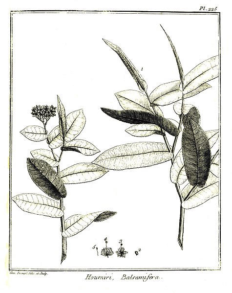 File:Houmiri balsamifera Aublet 1775 pl 225.jpg