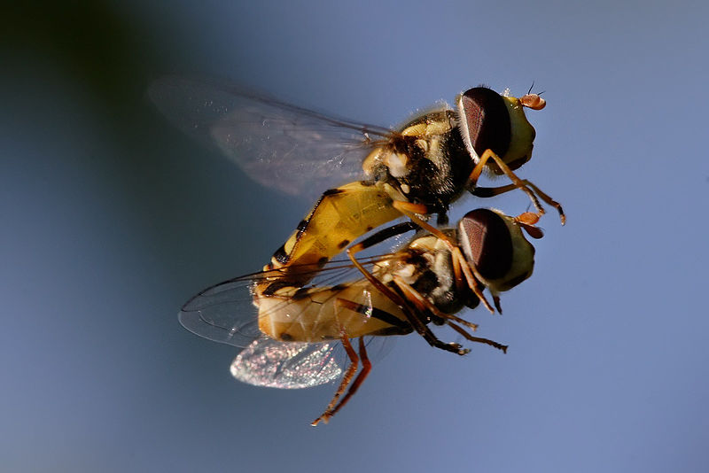 File:Hoverflies mating midair02.jpg