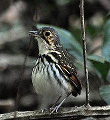 Hylopezus perspicillatus -Karara milliy bog'i, Tinch okeanning Markaziy qo'riqxonasi, Kosta-Rika-8.jpg