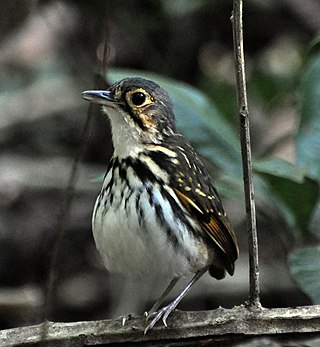 <span class="mw-page-title-main">Streak-chested antpitta</span> Species of bird