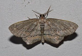 <i>Hypagyrtis brendae</i> Species of moth