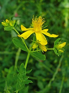 Hypericum perforatum Flowers