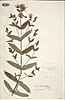 Hypericum przewalskii.jpg
