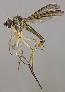 <i>Sybistroma obscurellus</i> Species of fly