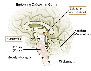 Hypophyse: Aufbau und Physiologie, Hormone des Hypophysenvorderlappens (Adenohypophyse), Hormone des Hypophysenzwischenlappens