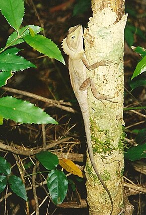 Bildbeschreibung Hypsilurus spinipes - Southern Angle Headed Dragon - Naturschutzgebiet Boorganna.jpg.