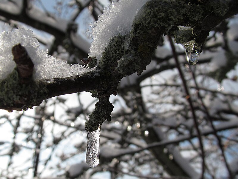 Ice on a lichen-covered branch
