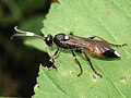 Ichneumon sp.