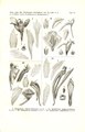 Dendrobium glomeratum (as syn. Dendrobium crepidiferum) tab 78 fig. IV in: Johannes Jacobus Smith: Icones Orchidacearum Malayensium I (1930)