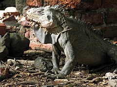 Iguana delicatissima sur l'îlet Chancel.