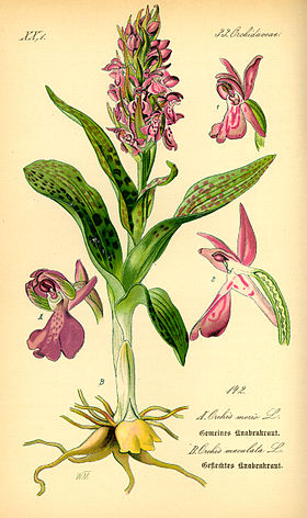 Orquídea moteada dos pântanos (Dactylorhiza maculata)