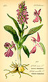 Anacamptis morio (as syn. Orchis morio) plate 142 B in: Otto Wilhelm Thomé: Flora von Deutschland, Österreich u.d. Schweiz (Orchidaceae), Gera (1885)
