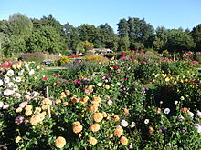 Dahlien im Parkteil „Gärtner-Fantasien“ in den Luhegärten, dem ehemaligen Landesgartenschaugelände