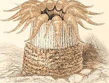 Libre à partir de la page 424 de "Une histoire des anémones de mer et des coraux britanniques" (1860) .jpg