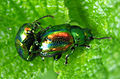 Chrysolina fastuosa