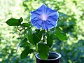 * Nomination Flowering Ipomoea nil 'Gorlitsa'. --Bff 17:51, 21 December 2023 (UTC) * Promotion What are those spots in the background (mostly in the upper right part)? --Plozessor 05:46, 22 December 2023 (UTC) There is glass between the plant and the street, these spots on it. --Bff 21:20, 22 December 2023 (UTC) Can you try to remove these spots in editing? --Plozessor 09:42, 23 December 2023 (UTC) These are not flaws, these are real spots. They don't need to be edited. --Bff 18:04, 23 December 2023 (UTC) They are not a technical flaw (= you handled the camera and raw conversion correctly), but IMO they disturb the composition, which is also a criteria for QI. --Plozessor 18:20, 23 December 2023 (UTC)  Support Good quality. --Mike Peel 10:10, 28 December 2023 (UTC)