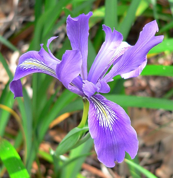 File:Iris douglasiana 1.jpg