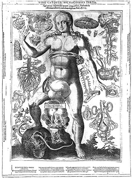 File:J. Remmelin, 1660; female anatomy Wellcome L0018141.jpg