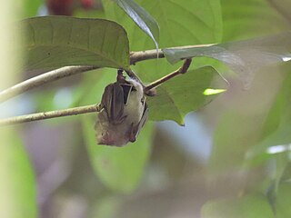 <span class="mw-page-title-main">Jamaican fig-eating bat</span> Species of bat