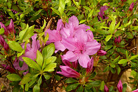 Japanese Gardens Flowers 1.jpg