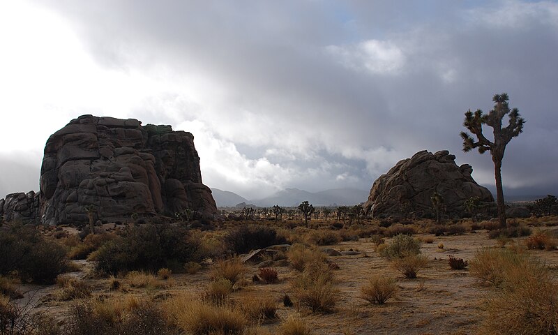 File:Joshua Tree - Cyclops + Pee Wee - After Rainstorm.jpg