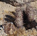 Joshua Tree National Park - Hedgehog Cactus (Echinocereus engelmannii)