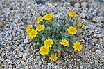 Thumbnail for File:Joshua tree flowers1.jpg