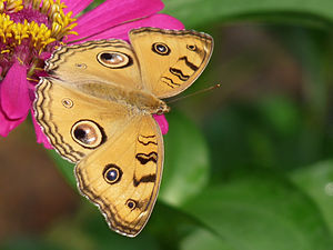 Junonia almana (Peacock Pansy)