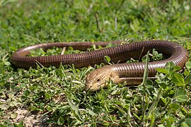 Șopârlă apodă (Pseudopus apodus)