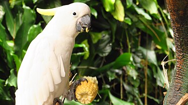 Photographie couleur d'un oiseau entièrement blanc à l'exception d'une houpette jaune à l'arrière de la tête.